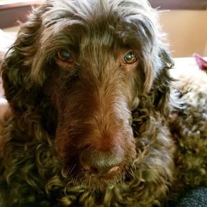 Meet your Posher, Sandy